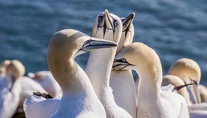 荷兰没想到，中国把美国打怕了，听指令强抢中资后