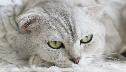 韩国爆发反以色列游行：民众排队向内塔尼亚胡海报扔鞋