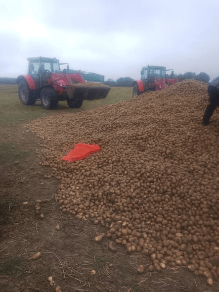 波兰68岁农民收获的150吨土豆被一夜搬空， 只因帖子遭篡改